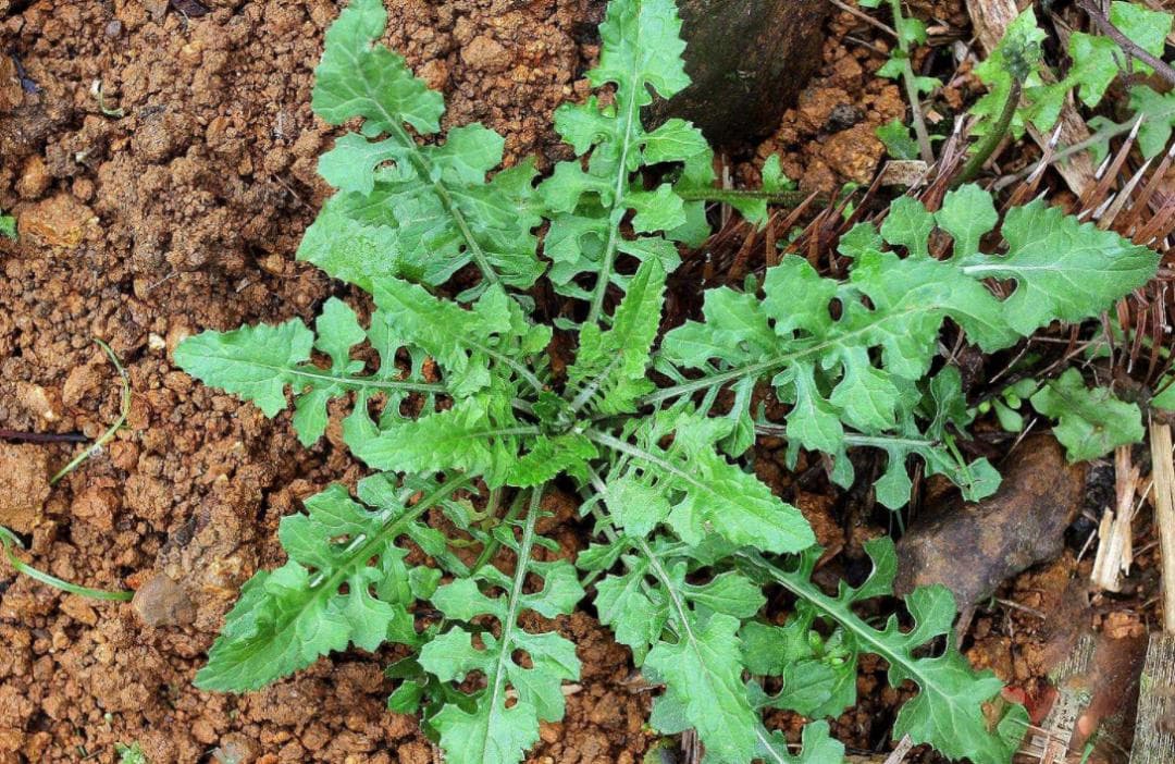 泥胡菜：一种兼具食用与药用价值的野生植物