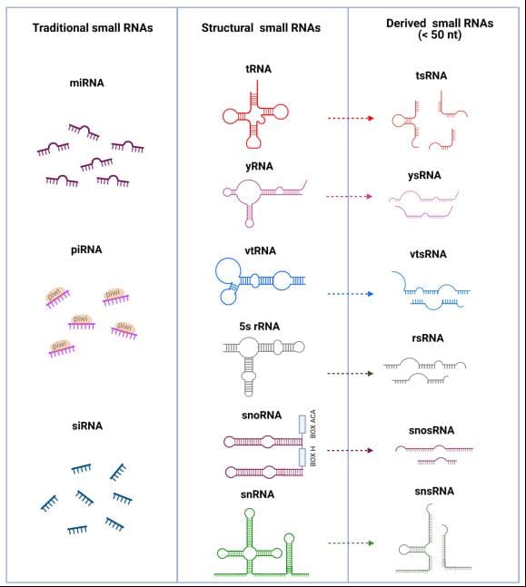 一文带您全方位认识MicroRNA