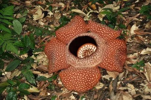 世界上最大的花——大王花