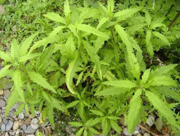 土荆芥的功效与作用：从传统应用到现代研究
