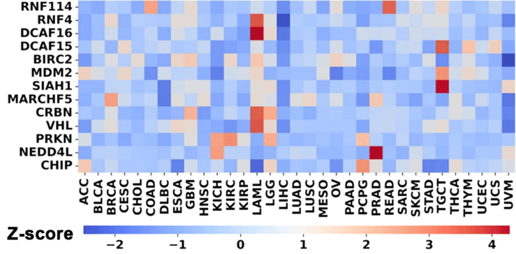 JACS|靶向癌症治疗新策略：ClickRNA-PROTAC技术