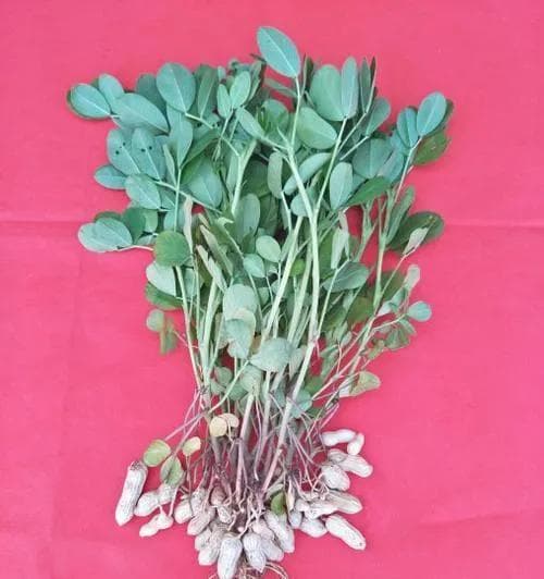 从“品”中寻找花生魂，解读花生文化