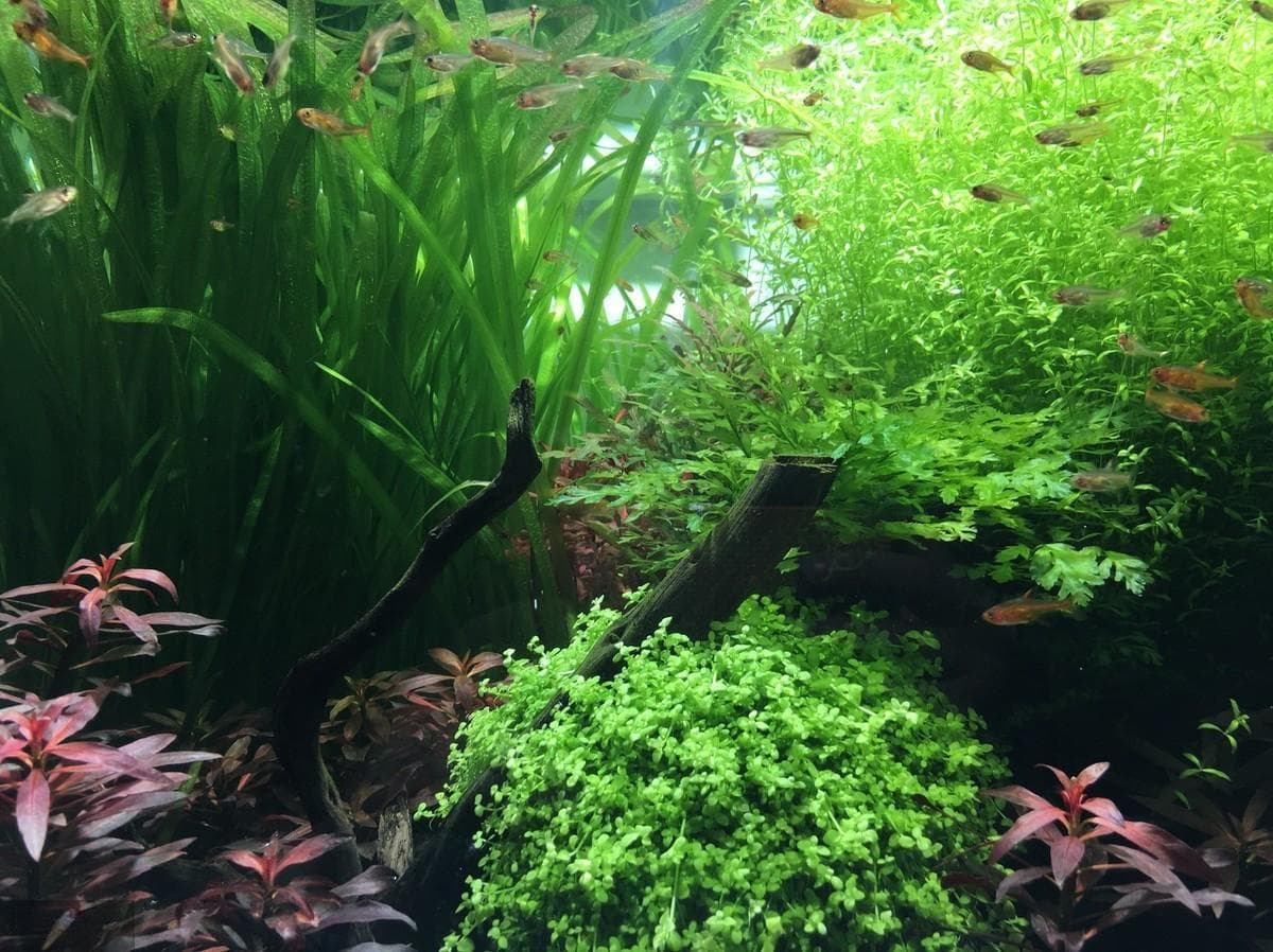 怎么养好水草（简单的养水草方法）