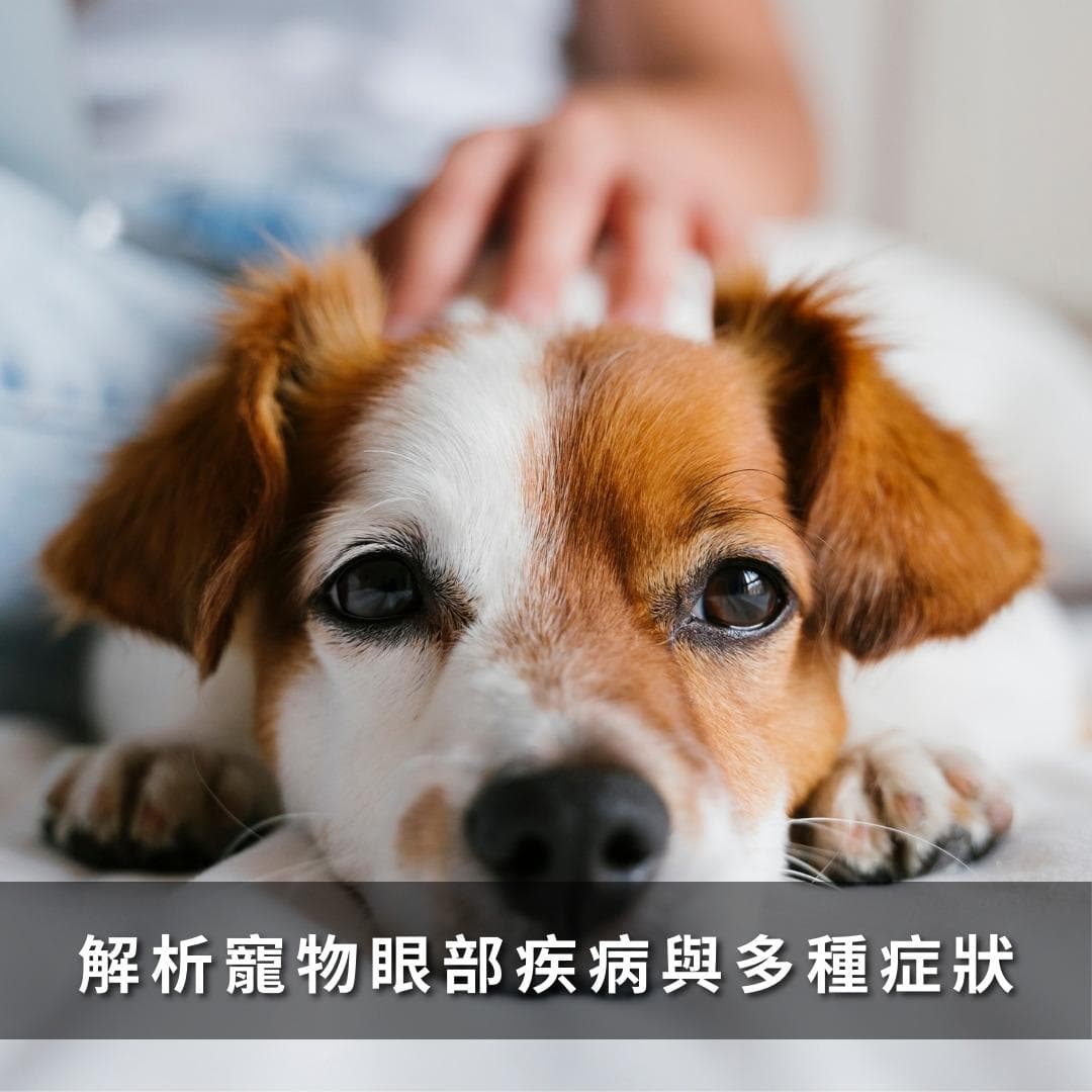 宠物眼部健康全攻略：如何识别与预防常见眼部疾病