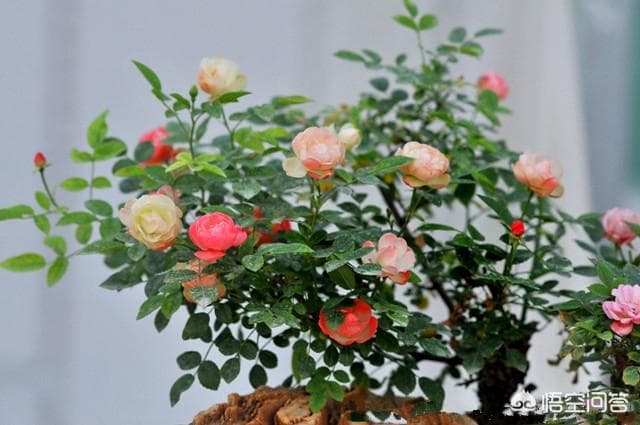 哪些植物耐晒，可以长期放在阳台？