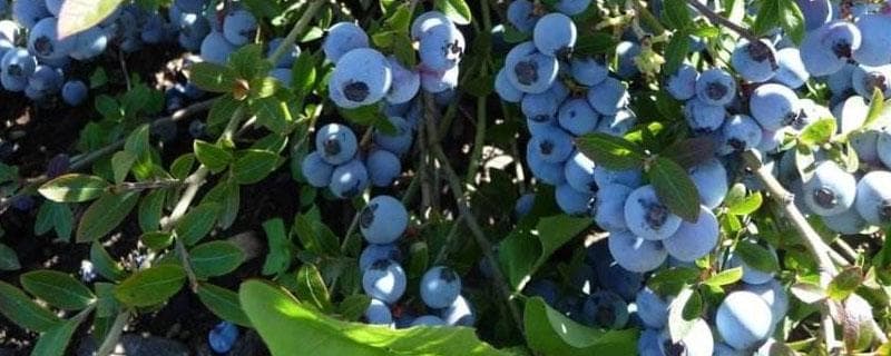 蓝莓种植前景分析：市场潜力与风险并存