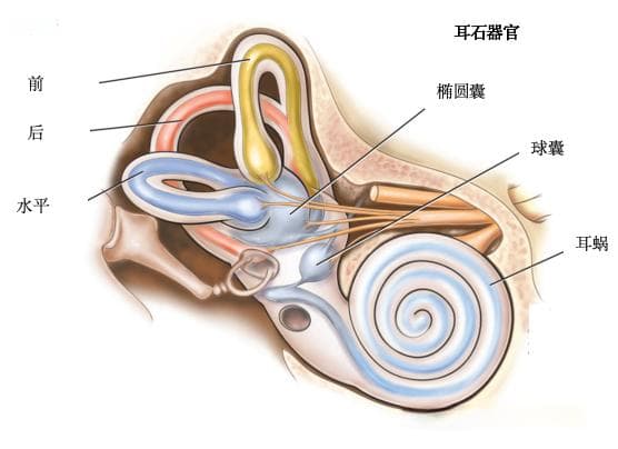 良性阵发性位置性眩晕