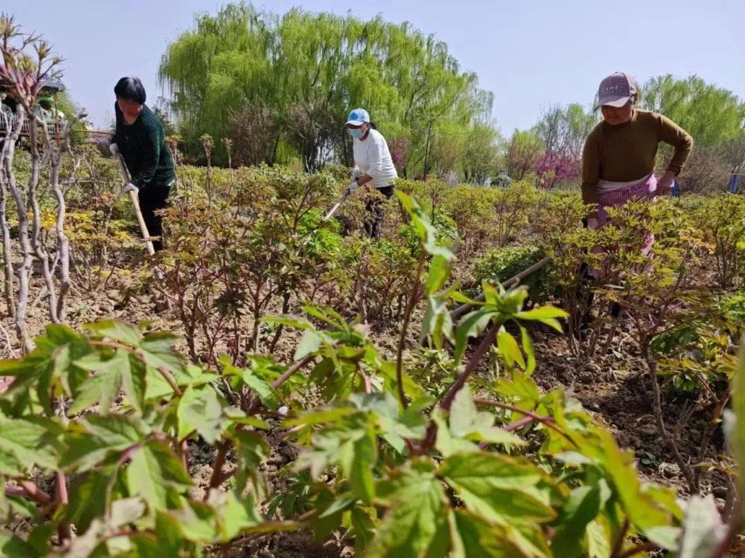 菏泽各大牡丹园精心准备迎盛会！曹州牡丹园多处“上新”...