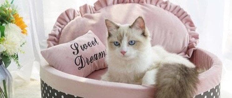 猫咪的温馨小天地！揭秘舒适猫窝选购秘籍