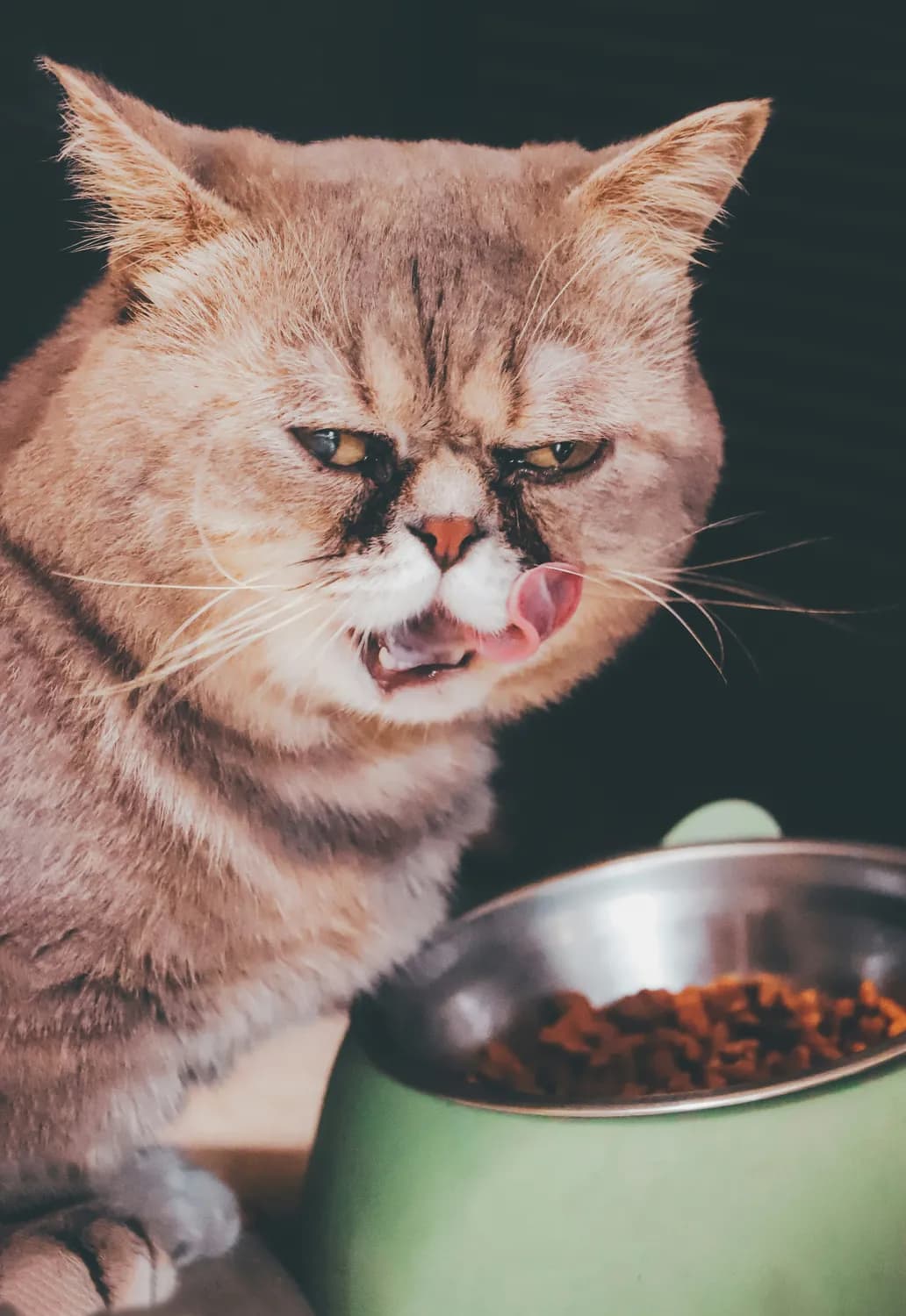 从食欲到毛发：养猫人必备的健康观察指南