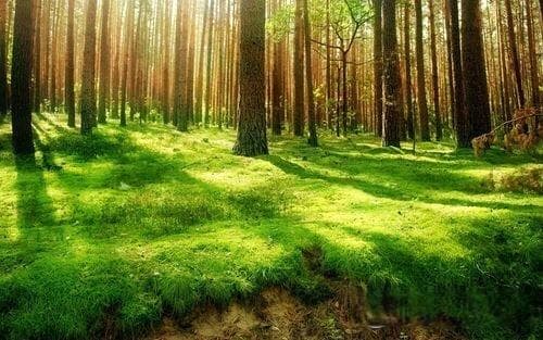 双皮奶的历史与文化背景