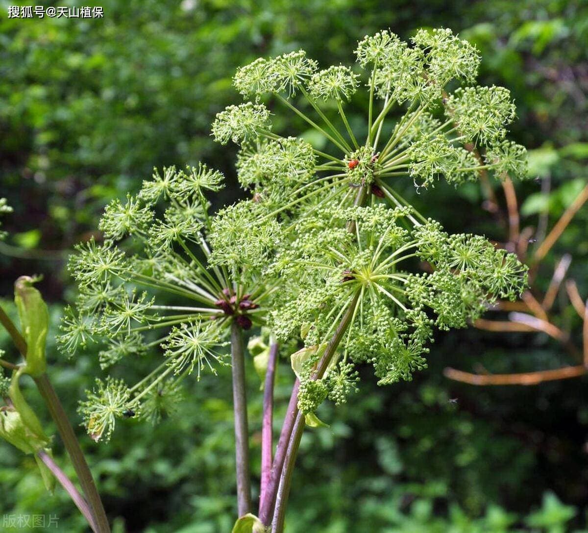 当归种植几年可以收获