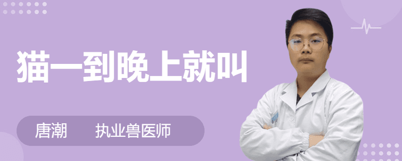 揭秘猫咪晚上叫唤的原因及应对方法
