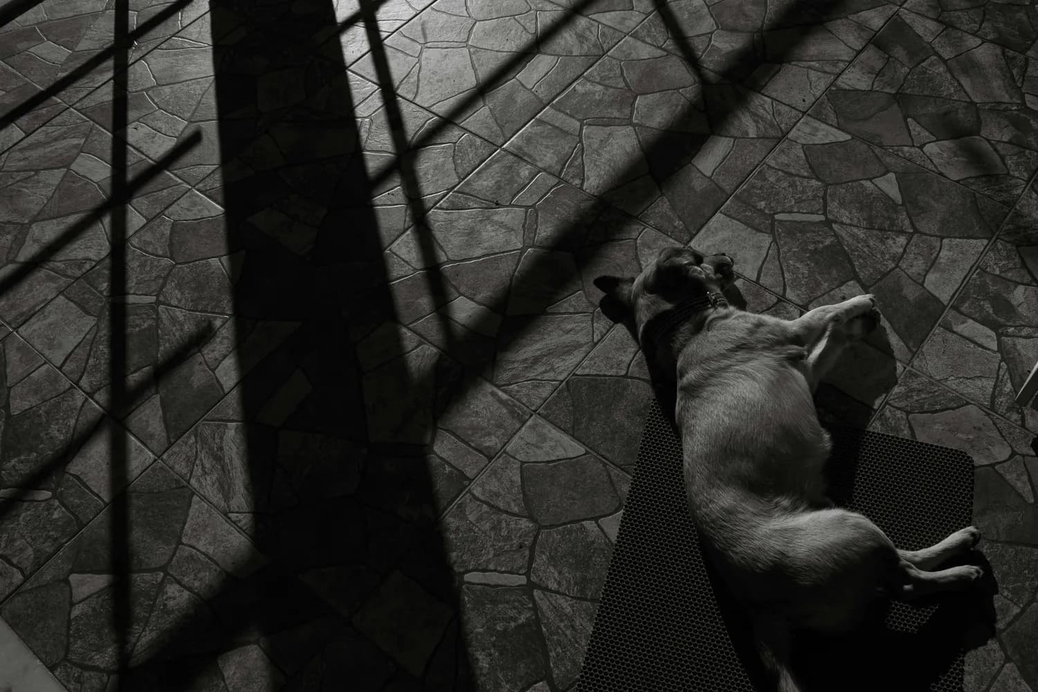 《西班牙犬之家》与《罪与罚》：梦境里的恐惧与道德挣扎