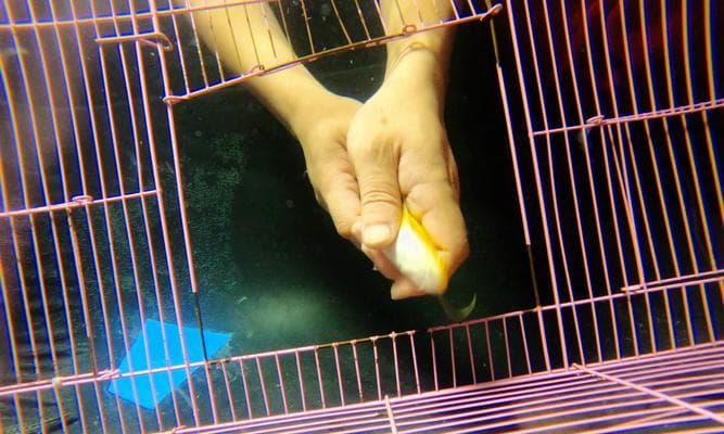 鳡鱼苗5厘米是什么样子的？如何判断鳡鱼苗的健康状况？
