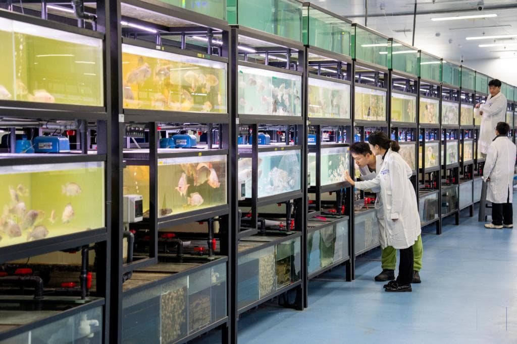 重庆科学城培育出全雄无黑斑罗非鱼，养殖效益大幅提升