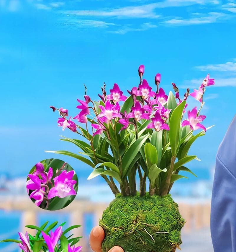 石斛兰种植（掌握关键配方，让石斛兰茁壮成长）