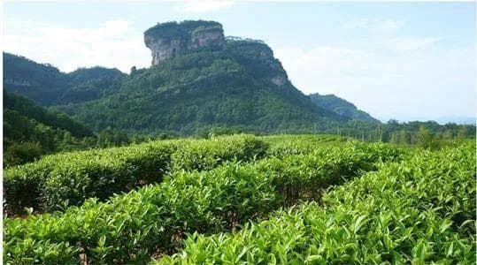 正山小种春茶和秋茶哪个好？春茶清新秋茶味重