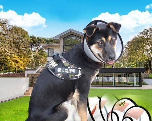 大型犬绝育有哪些法律规定？绝育前需要准备什么？