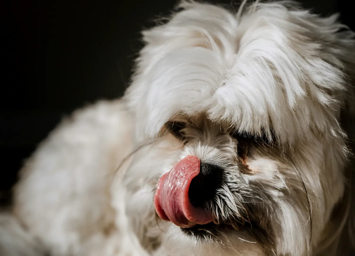 比熊犬健康问题大揭秘：从皮肤到心理的全方位护理指南