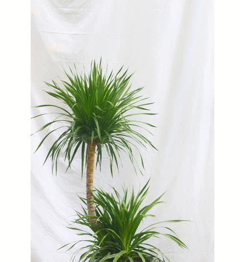 室内绿色生活（15种适合室内种植的植物，让你的家变成绿色世界）
