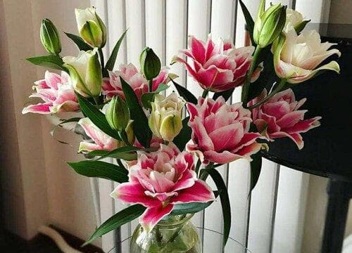 香水百合怎么醒花？这份养护指南请收好