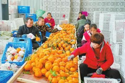 “迟到”的蒲江耙耙柑走俏市场