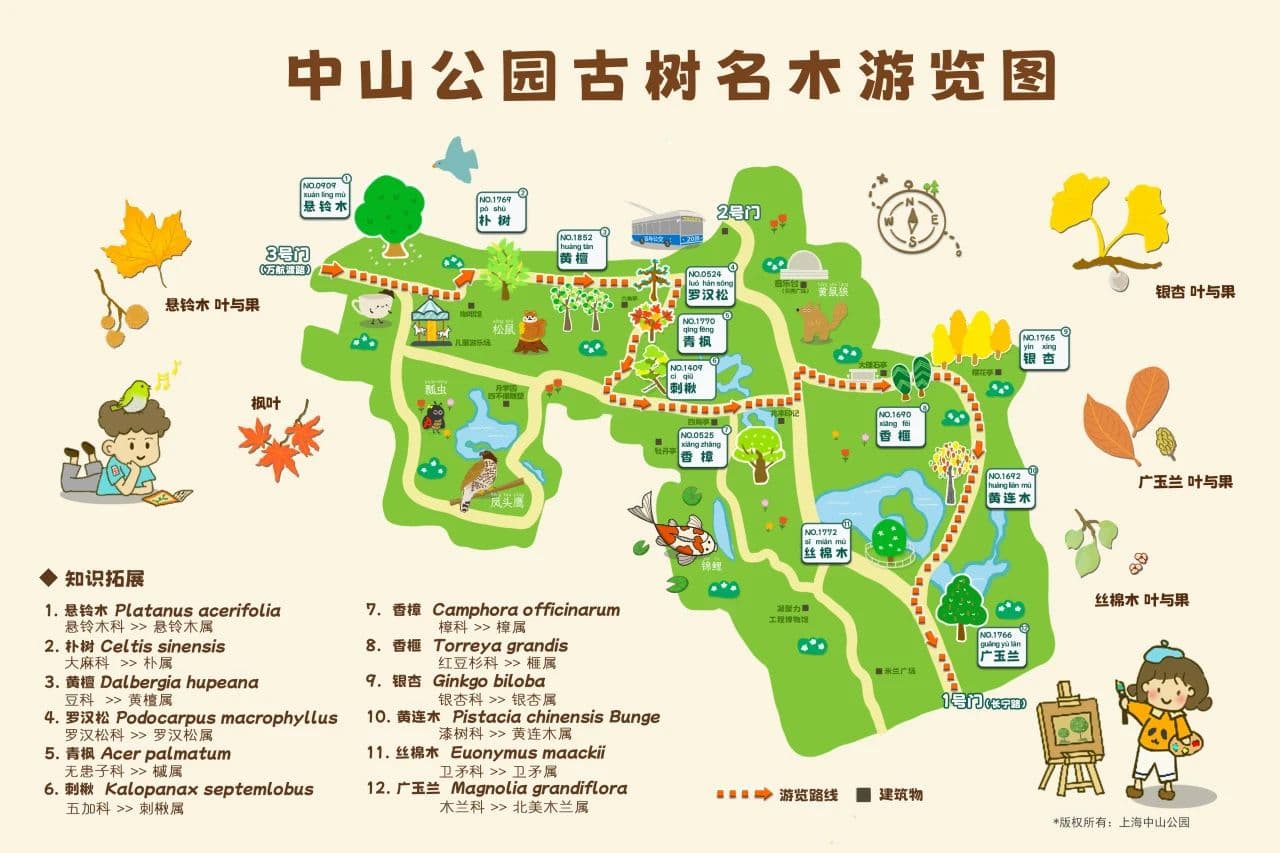 中山公园推出古树名木游览图，市民可近距离感受自然之美