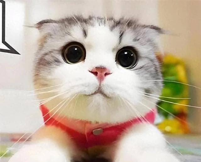 一只猫如果有这几种行为，其实是把你当妈了