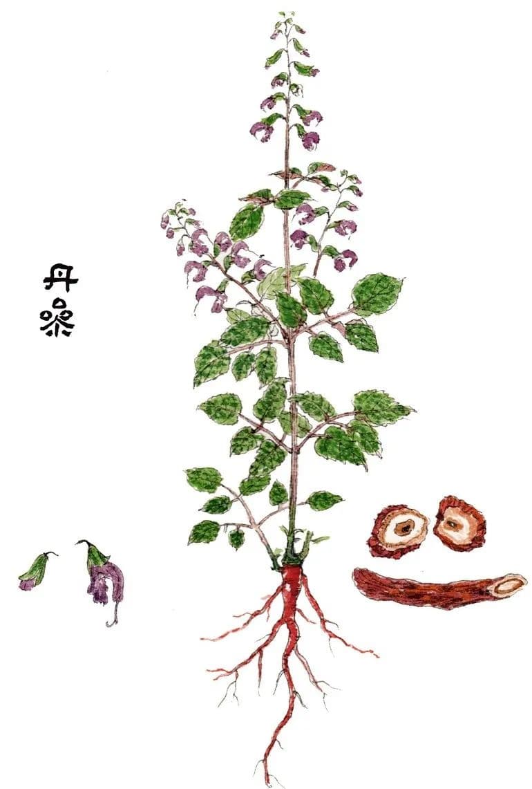 丹参：活血化瘀的中药，从心血管到皮肤的多重功效