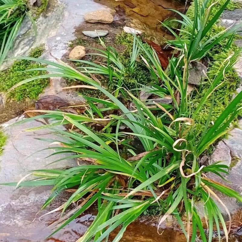 石菖蒲的种植方法？石菖蒲种植前准备？石菖蒲种植技术养护技巧