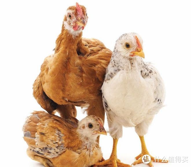 三黄鸡与白条鸡：品种、营养与口感大不同
