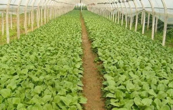 设施蔬菜种植技术：从大棚建设到水肥管理的全程指南