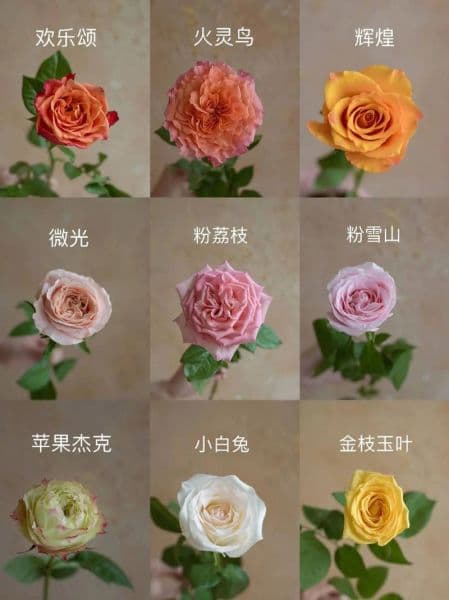 常见玫瑰花品种图片26种，教你快速辨别各种玫瑰！