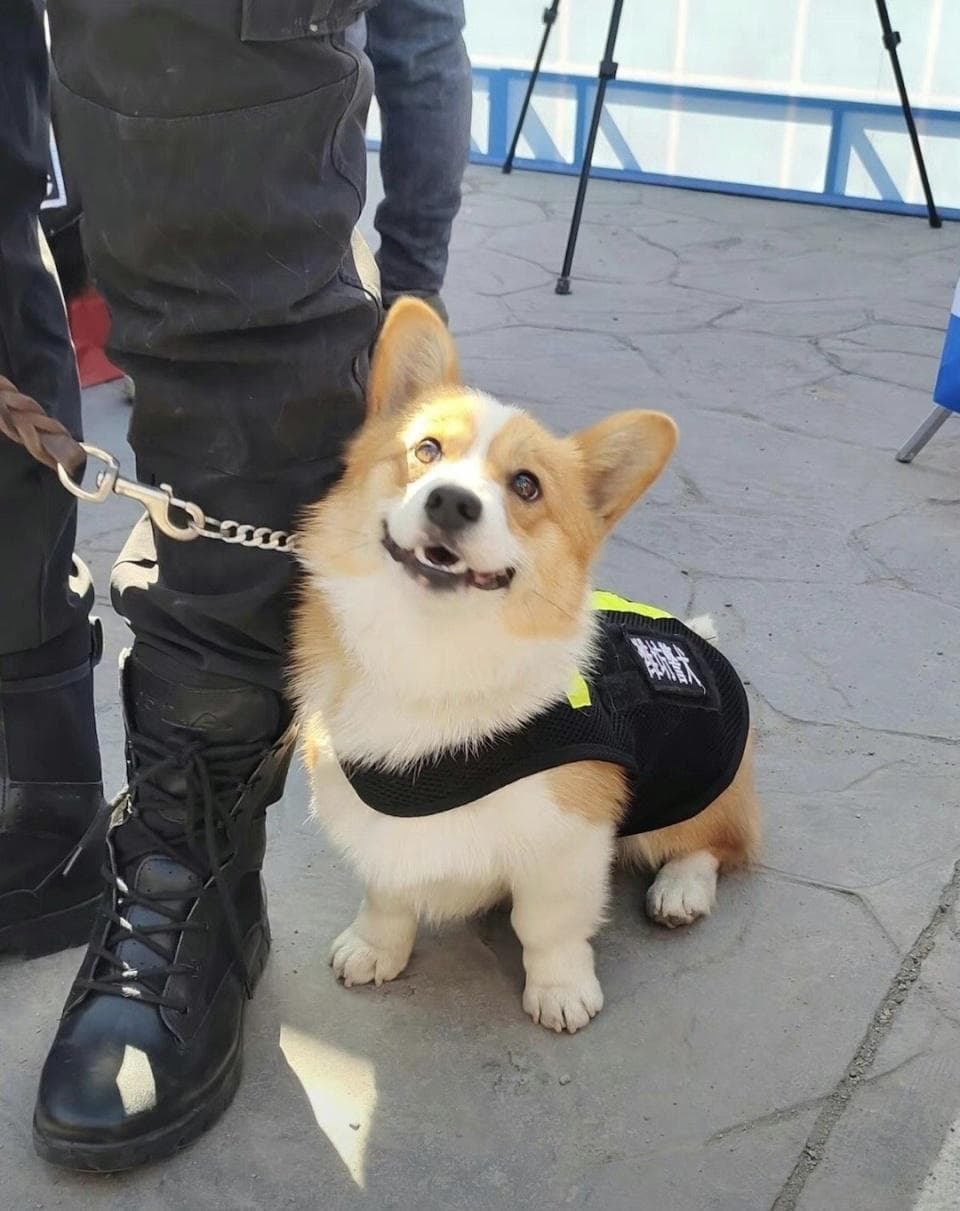 第一只柯基警犬亮相山东，被群嘲的小短腿，为何成了入编敲门砖