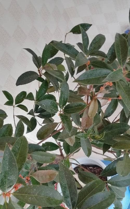 桂花叶子干枯了怎么办？找出原因并采取补救措施！