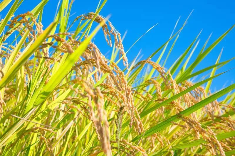 在家品嚐特A級「日本米」！推薦品牌、煮法＆攜帶入境規定全攻略