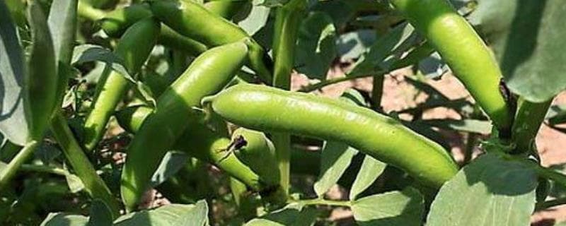 蚕豆种植全攻略：不同地区种植时间和成熟周期详解