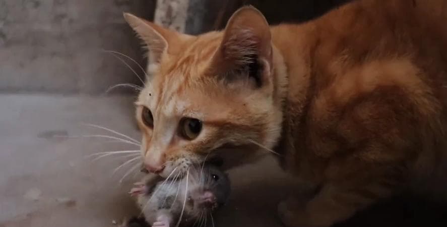梦见猫吃老鼠的多种象征意义