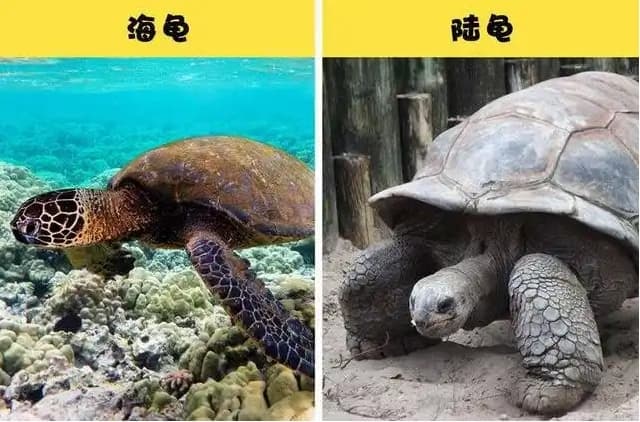 宠物龟的种类与养殖技巧全解析：水龟与陆龟的区别及饲养要点