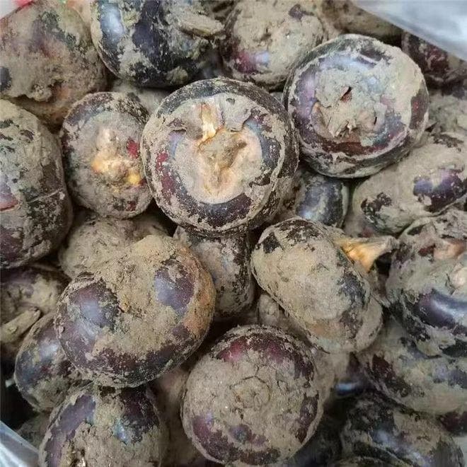 兰溪荸荠高产栽培技术全攻略
