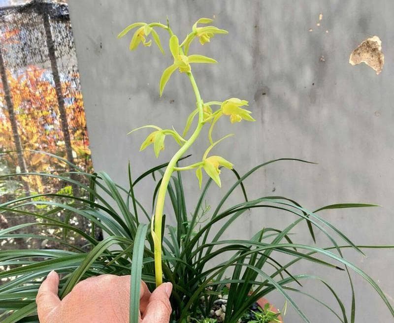 空心烂根的兰花：剪根晾晒后换盆换植料的浇水策略