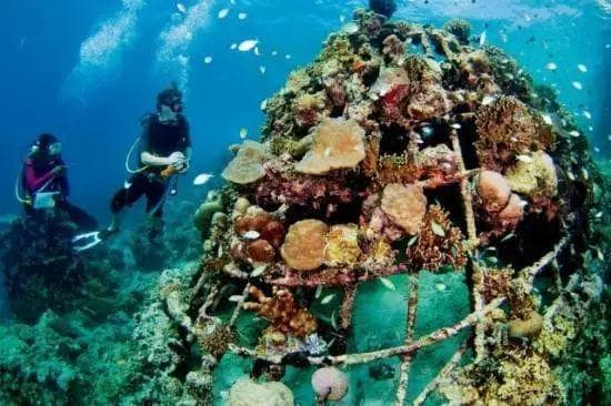 人工鱼礁——鱼类等水生生物的“餐厅、产房和避风港”