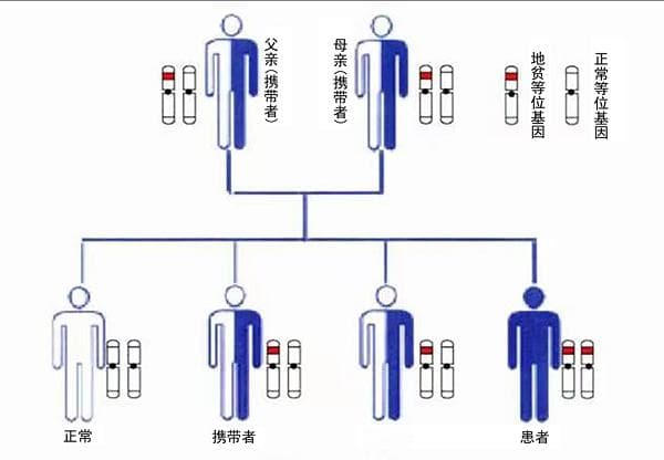 科学防控地贫，孕育健康新生命