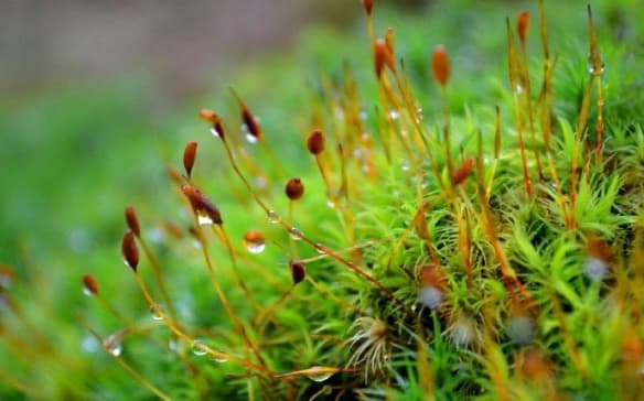 苔花象征什么精神品质？比喻哪些人？