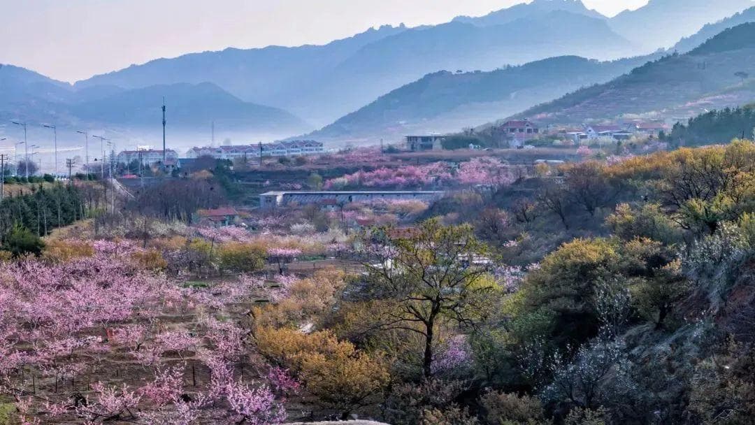 惊艳全城！春日花事来啦！崂山赏花指南新鲜出炉！