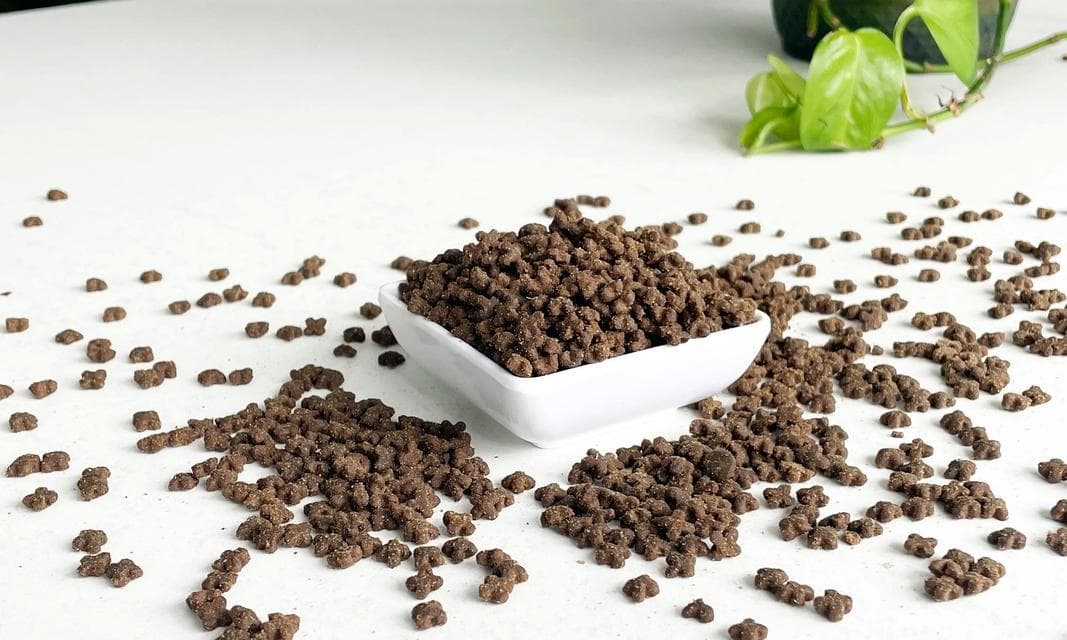 加菲猫最适合哪种猫粮品牌？如何选择优质猫粮？