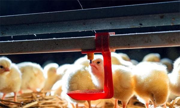 雏鸡养殖的温度、湿度、光照与密度问题