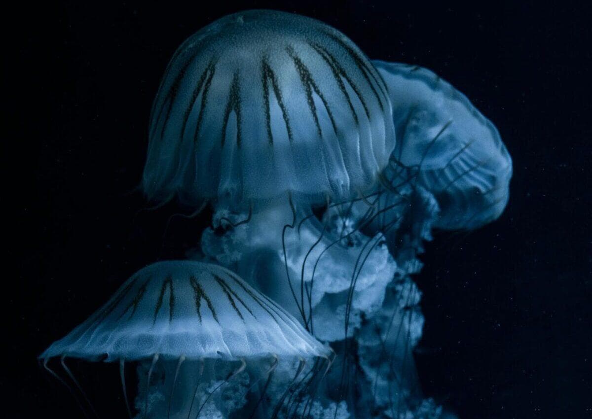 生物发光：大自然的神奇夜灯