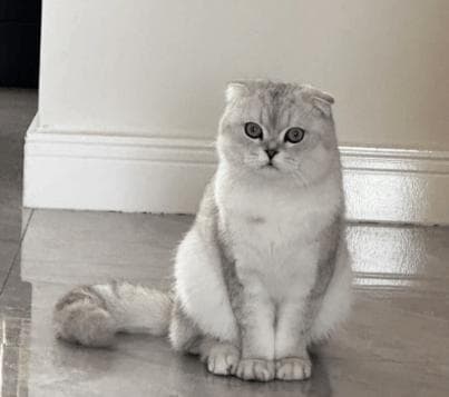 探秘折耳猫世界：颜色如何影响它们的价格标签